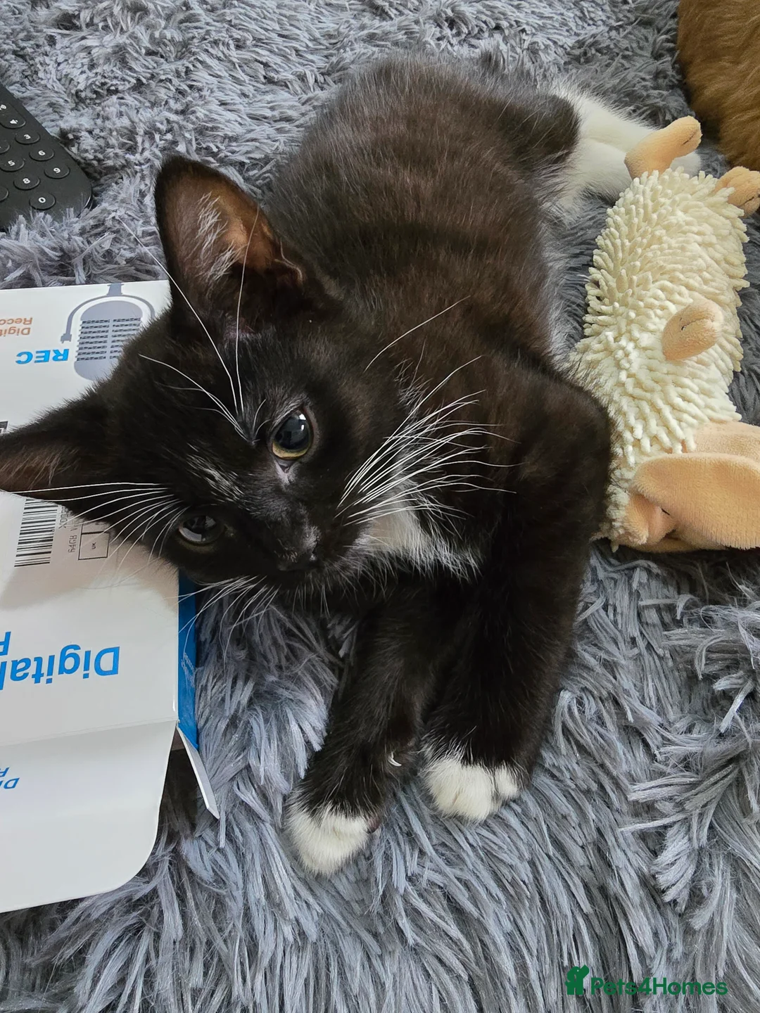 Mixed Breed cats for sale: Milo x - Advert 4