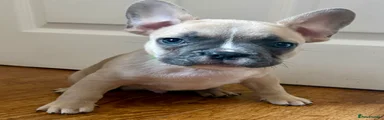 French Bulldog 1
