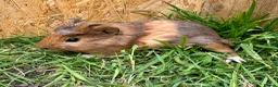 Guinea Pig rodents for sale: Young Guinea pigs  - Advert 18