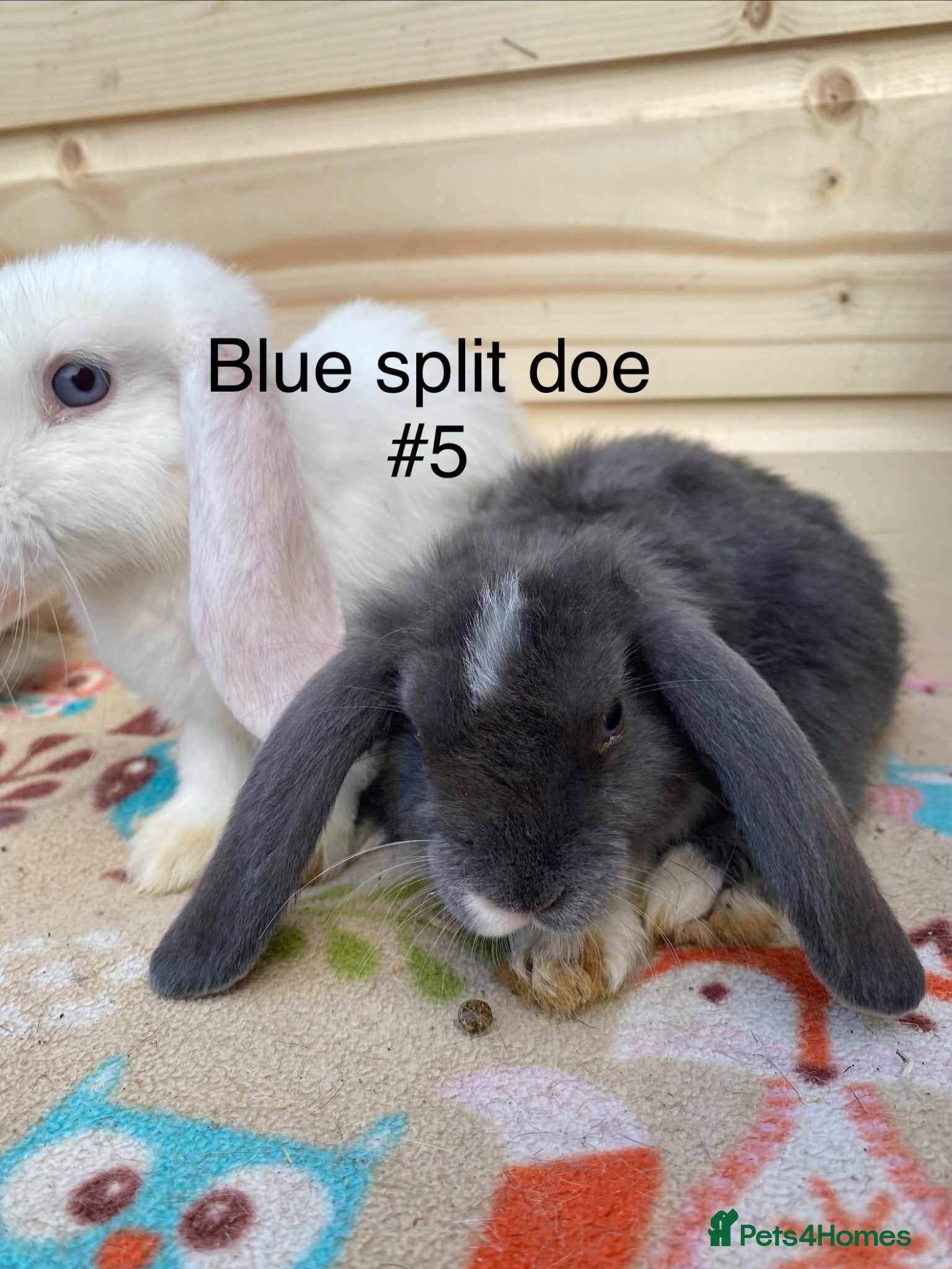 Mini Lop rabbits 2 left out of 8 minilops 7 girl and 1 boy - Advert 14
