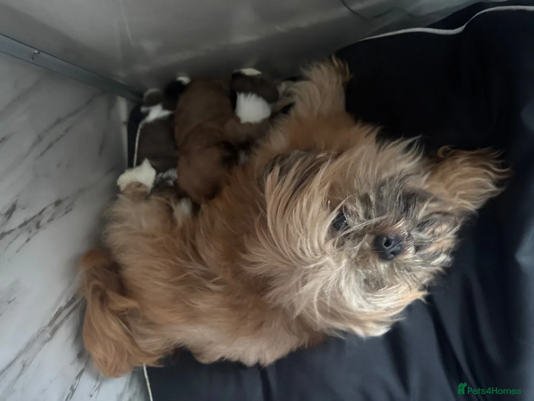 Shih Tzu dogs for sale: 3 boys 1 girl  in Heywood - Advert 1
