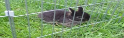 Mixed Breed rabbits for sale: 2 litters of mixed rabbits - Advert 2