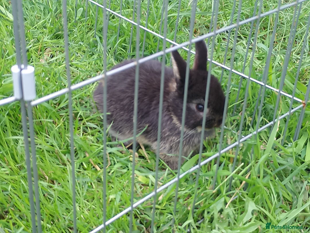 Mixed Breed rabbits for sale: 2 litters of mixed rabbits - Advert 2