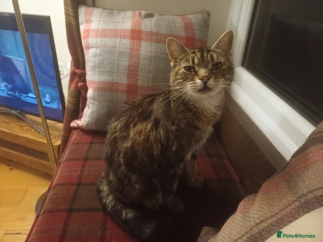 Mixed Breed cats for sale: 6 Lovely and Friendly Cats - Different colours - Advert 27