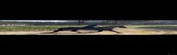 Friesian horses for sale: 15.3 black Friesian gelding, 11 yrs - Advert 4