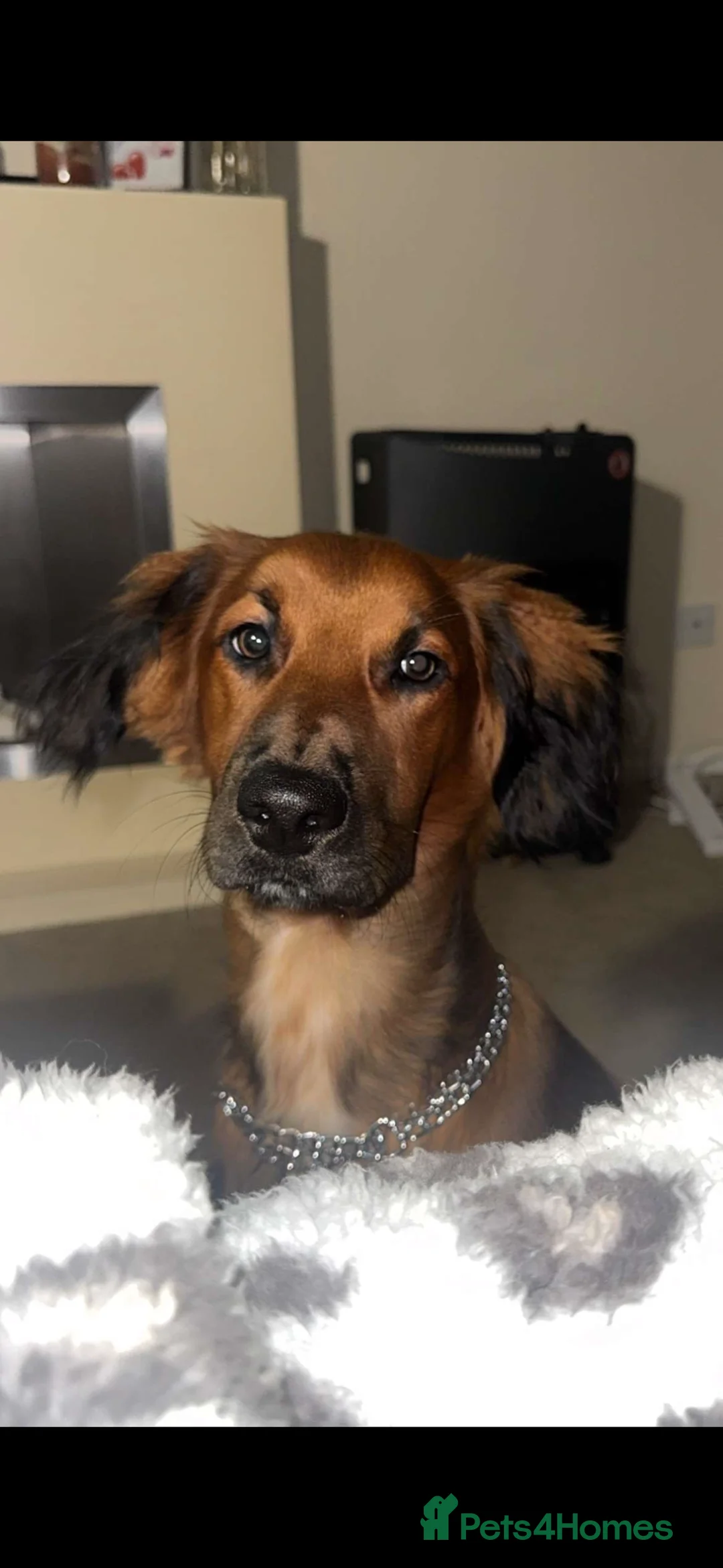 Mixed Breed dogs for sale: Dexter 7 Month Lurcher/Spaniel Mix - Advert 1