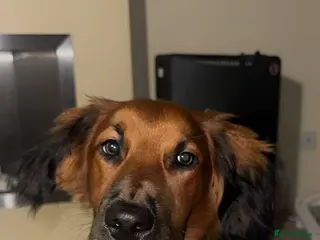 Mixed Breed dogs Dexter 7 Month Lurcher/Spaniel Mix - Advert 1