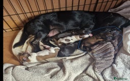 Mixed Breed dogs for sale: Spaniel jack cross jack chi pups - Image 10