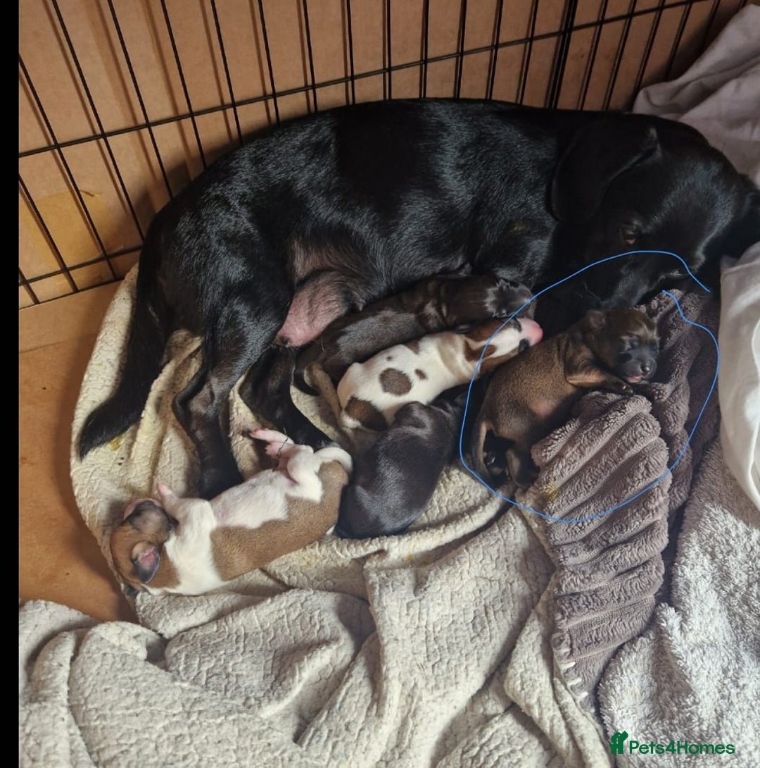 Mixed Breed dogs for sale: Spaniel jack cross jack chi pups - Image 10