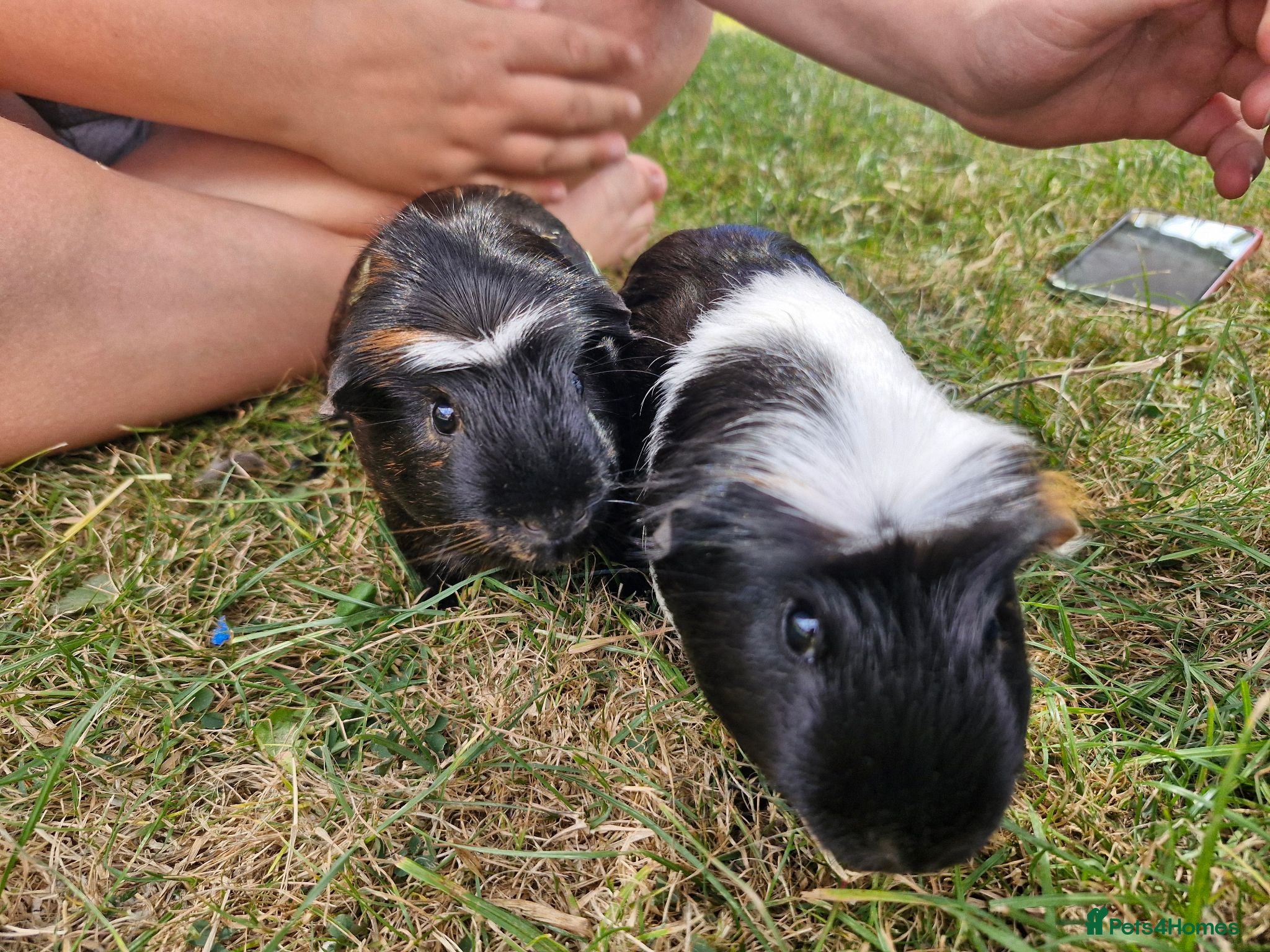 Guinea Pig rodents 2 x guinea pigs  - Advert 1