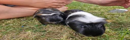 Guinea Pig rodents for sale: 2 x guinea pigs  - Advert 1