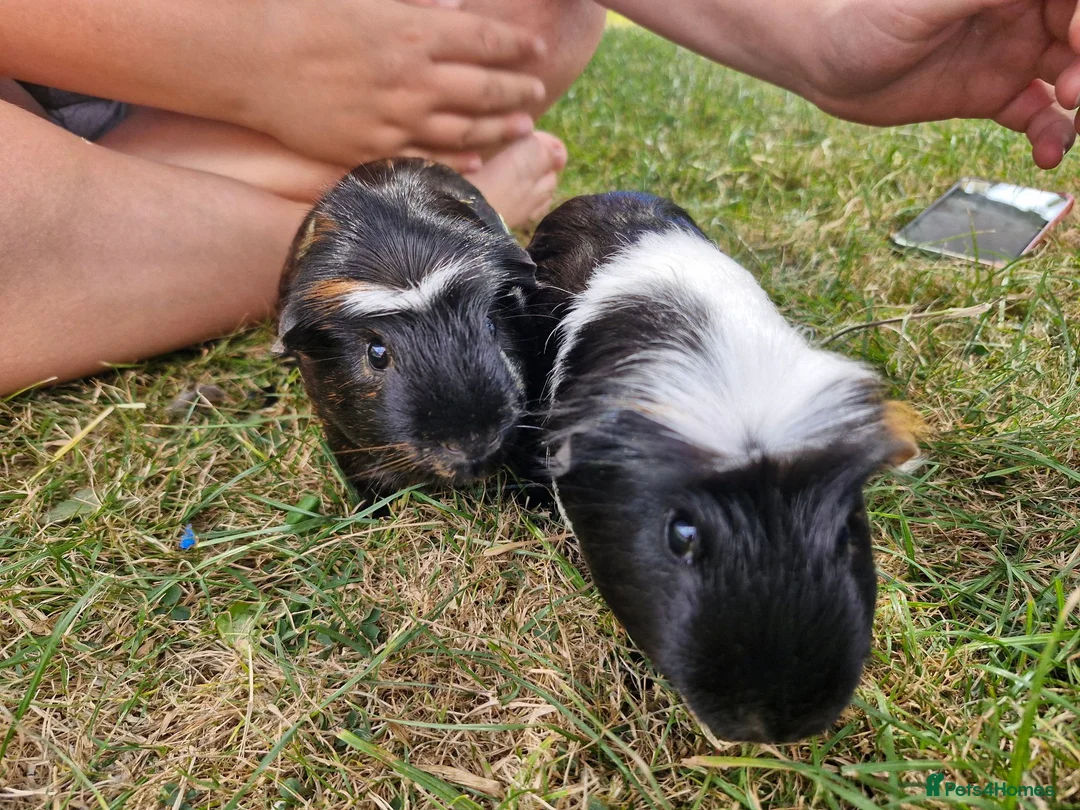 Guinea Pig rodents for sale: 2 x guinea pigs  - Advert 1