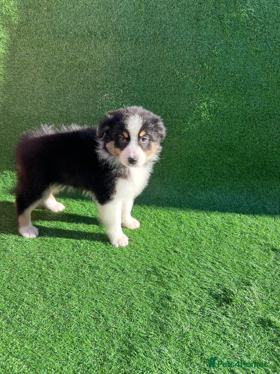 Australian Shepherd dogs for sale: Australia shepherd Kc puppies  - Image 11