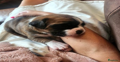Boxer dogs - Advert 2