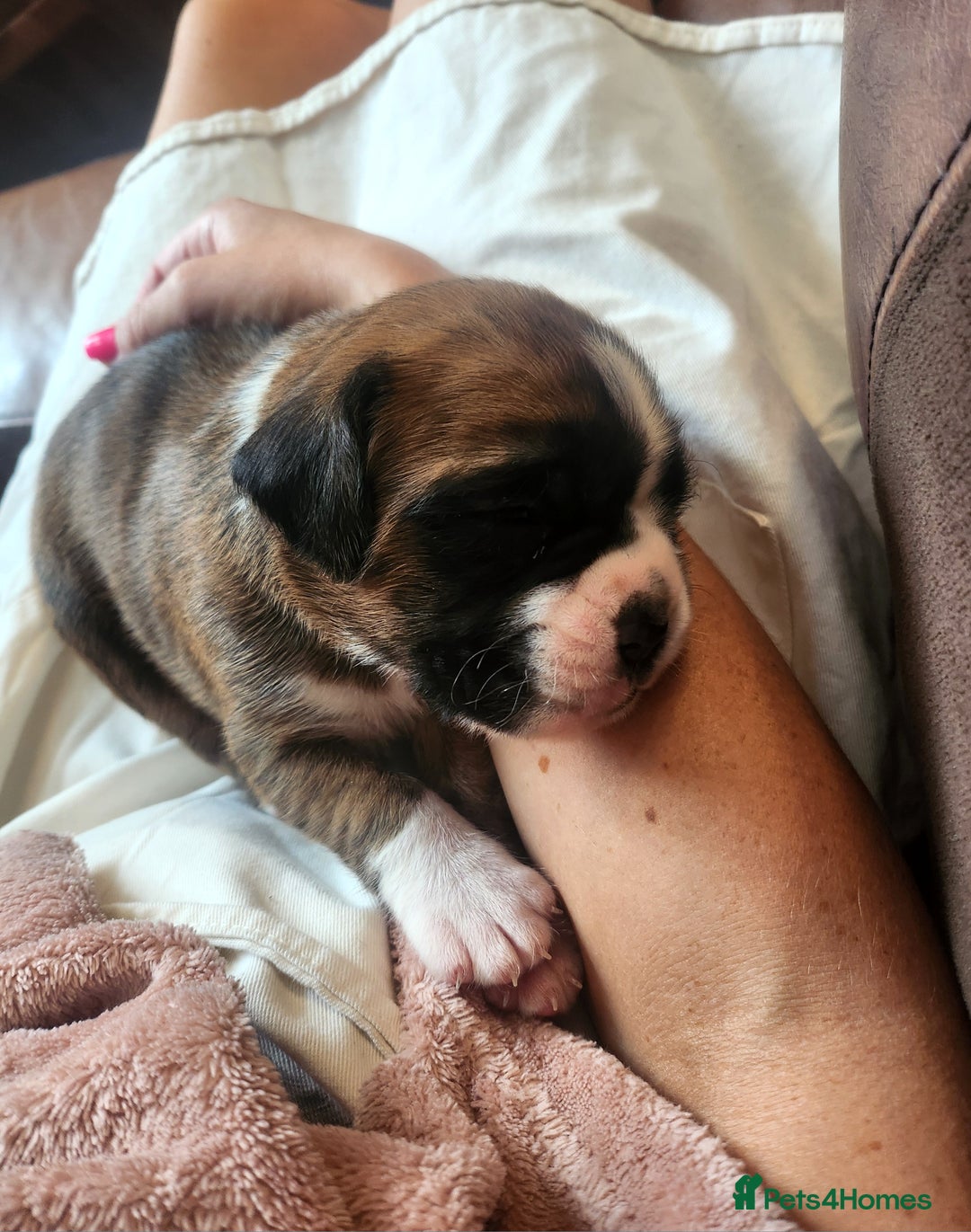 Boxer dogs for sale: 🌟🩷COI 0.5% KC REG BOBTAIL GIRL🩷🌟 - Image 19