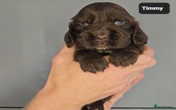 Cocker Spaniel dogs for sale: Exceptional Pedigree Kc Champion Show Cockers - Image 22