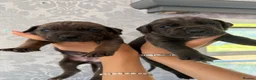 Cane Corso dogs for sale: 4 stunning cane corso puppies  in Goole - Advert 6