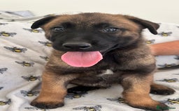 Belgian Shepherd Dog dogs for sale: Belgian Malinois puppies  - Image 3