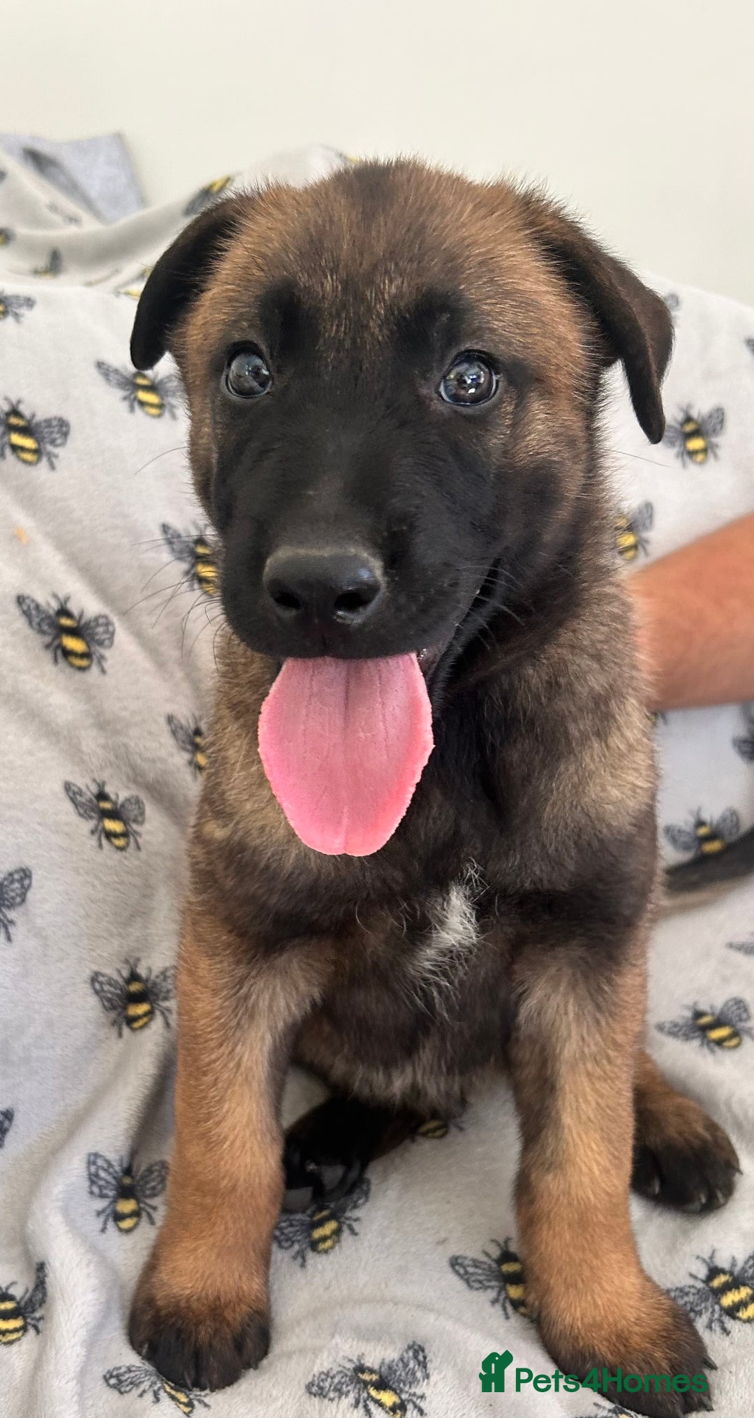 Belgian Shepherd Dog dogs for sale: Belgian Malinois puppies  - Image 3