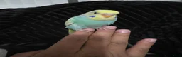 Budgerigars birds for sale: Silly hand tamed baby budgies for sale  - Advert 14