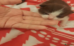 Mixed Breed cats for sale: Sell 3 Boys 1 girl  - Image 4