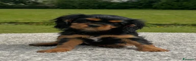 Black and tan boy