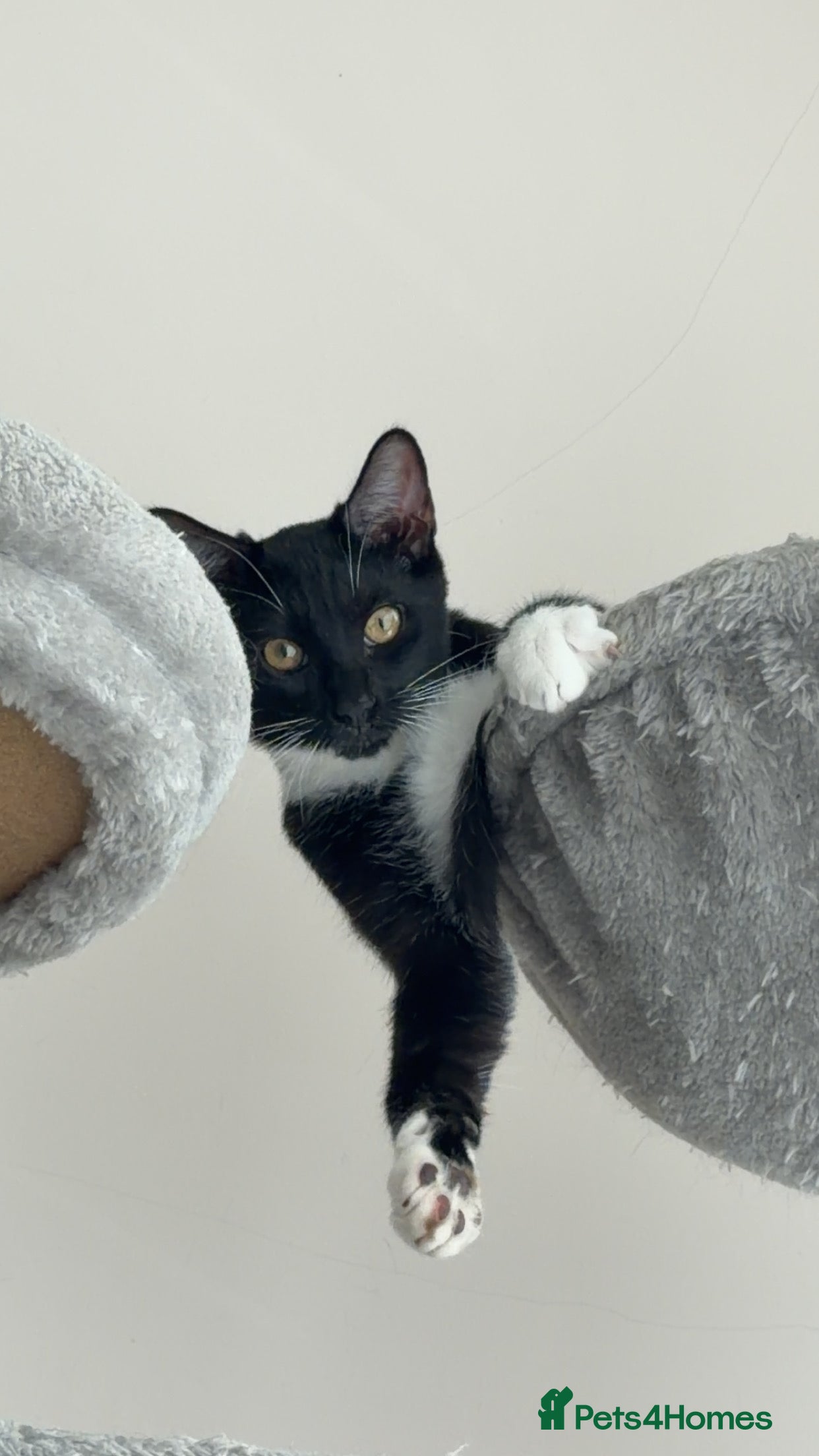 Mixed Breed cats Loving Black & White Cat Looking for a New Home 🐾 - Advert 1