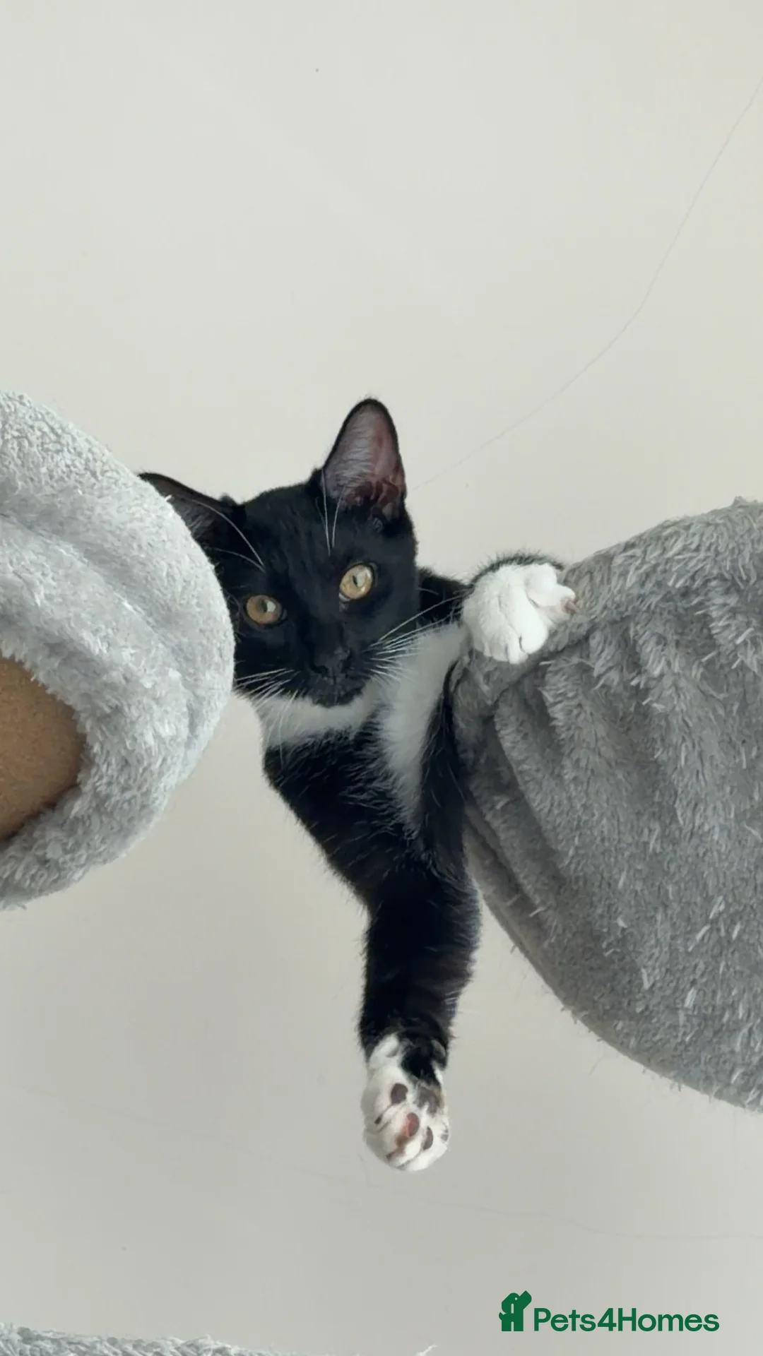 Mixed Breed cats for sale: Loving Black & White Cat Looking for a New Home 🐾 in London - Advert 1