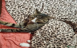 Mixed Breed cats for adoption: TOM a friendly & proud boy who needs a Loving Home - Advert 37