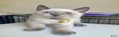 Ice - Boy (Yellow Collar)