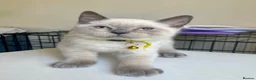 British Shorthair cats for sale: 💙 GCCF Pedigree Blue Colourpoint BSH Kitten - Advert 25
