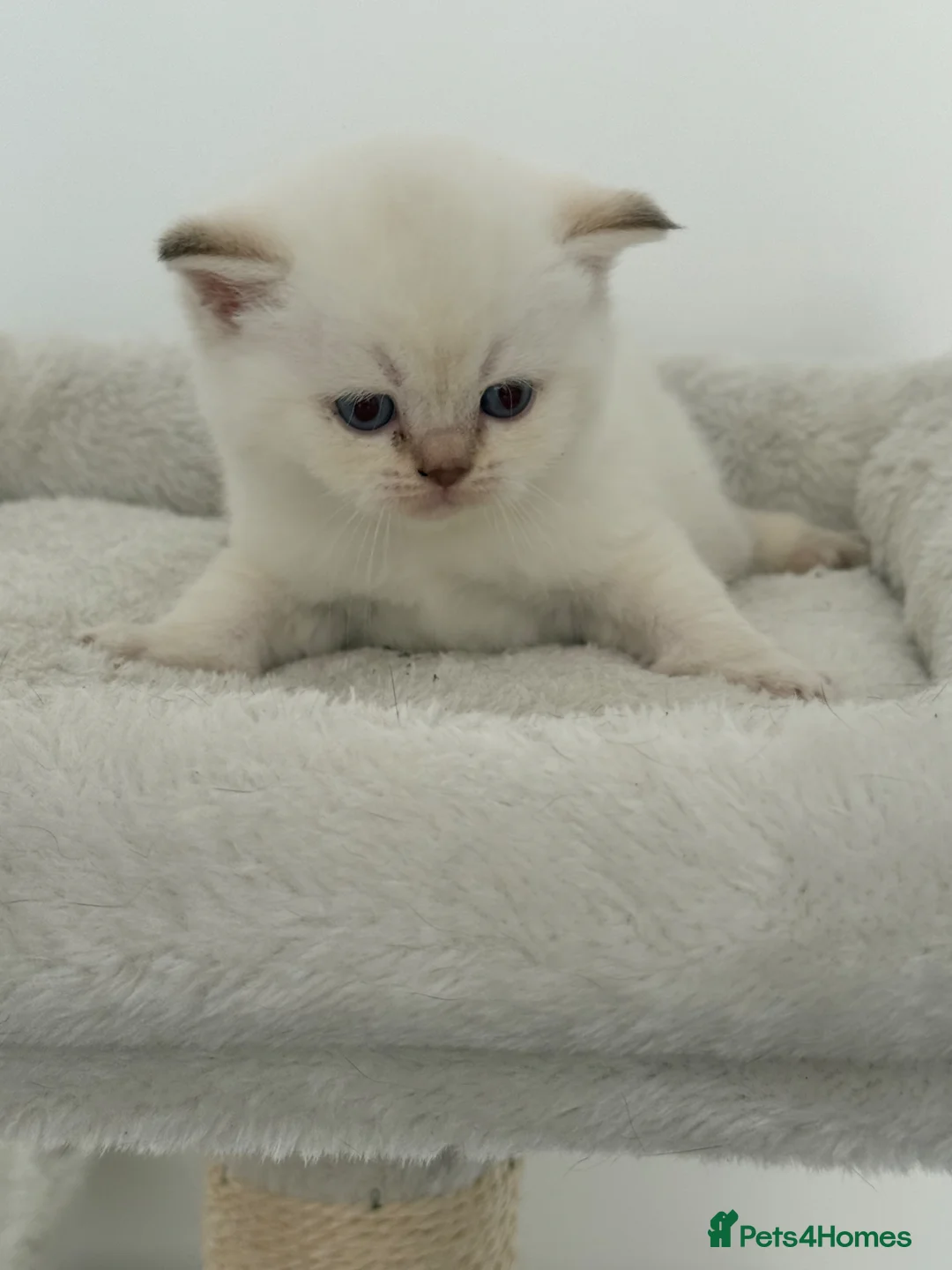 British Shorthair cats for sale: british shorthair kittens  - Advert 2