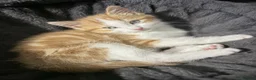 Mixed Breed cats for sale: Ragdoll-X-BSH - Advert 27