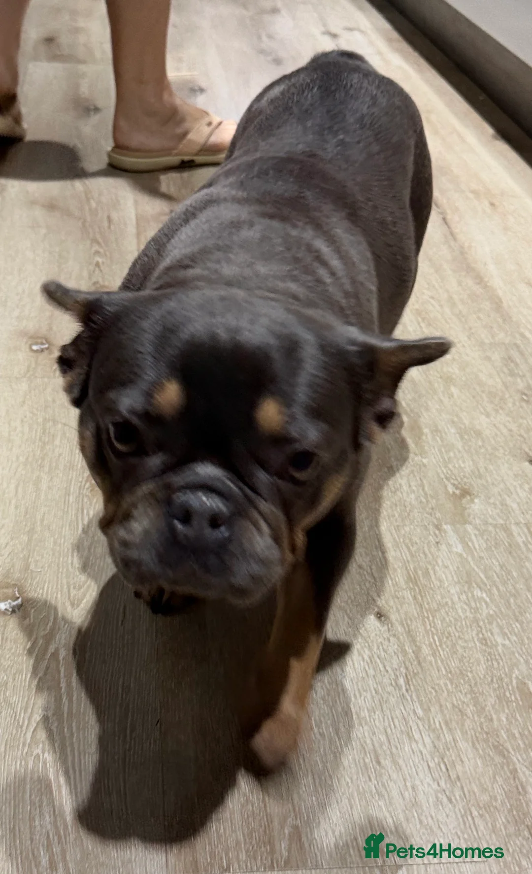 French Bulldog dogs for sale: French bulldog in Birmingham - Advert 7