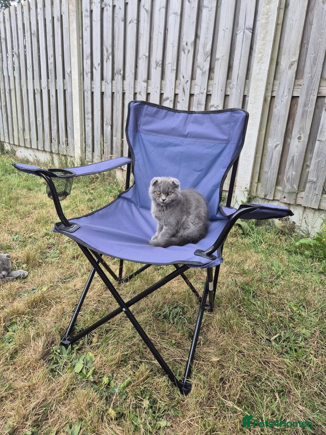 Scottish Fold cats for sale: Scotish kittens  - Image 23