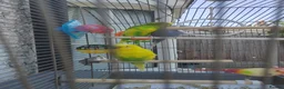 Finches birds for sale: 1 male and 2 female budgies with cage - Advert 2