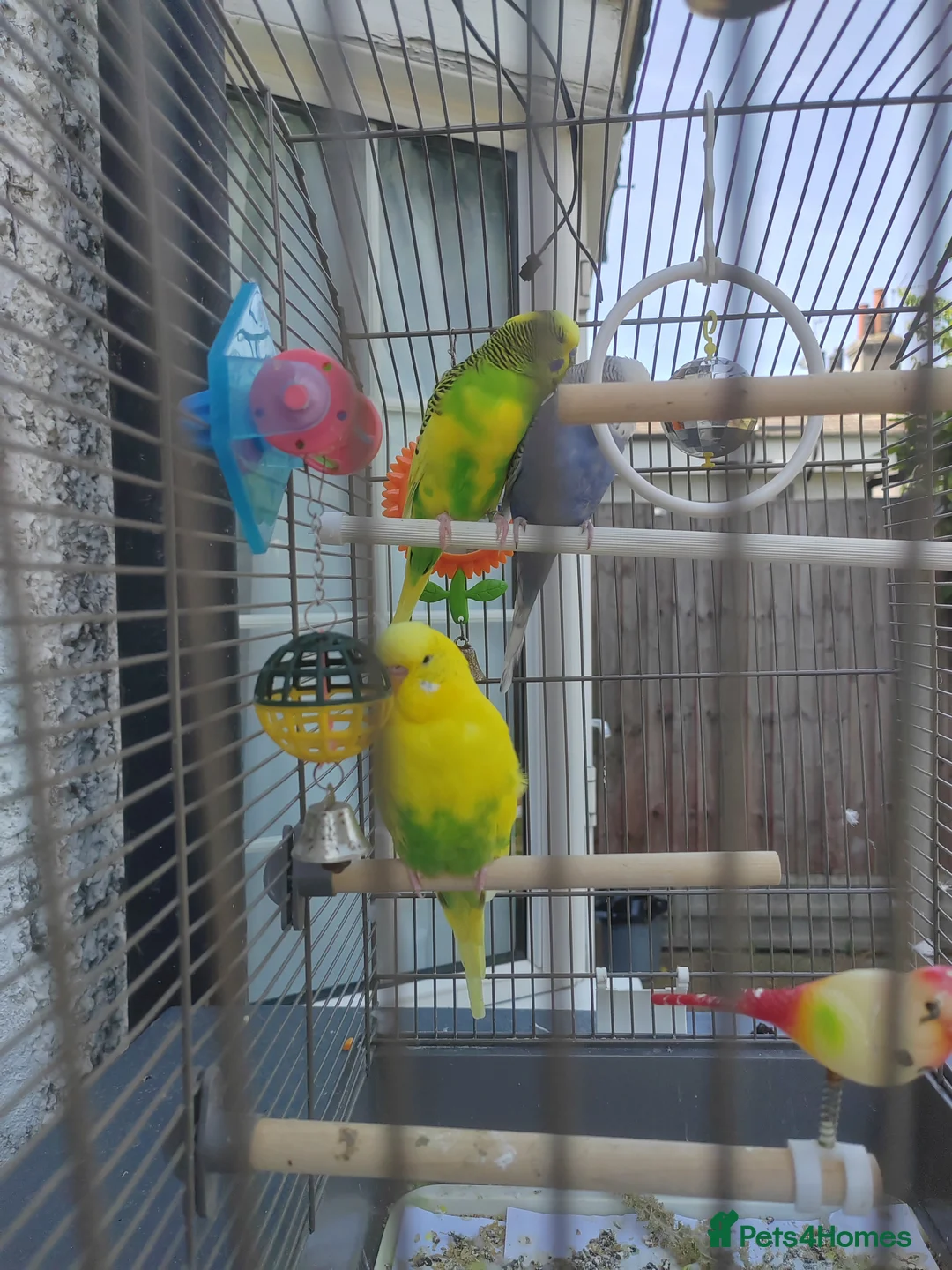 Finches birds for sale: 1 male and 2 female budgies with cage - Advert 2