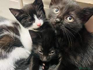 Domestic Shorthair cats Beautiful, playful shorthair kittens for sale! - Advert 1