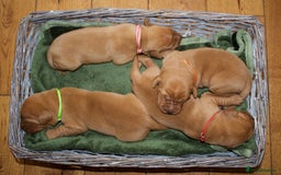 Labrador Retriever dogs for sale: 🐾 KC Registered Fox Red Lab Puppies 🐾 - Image 2
