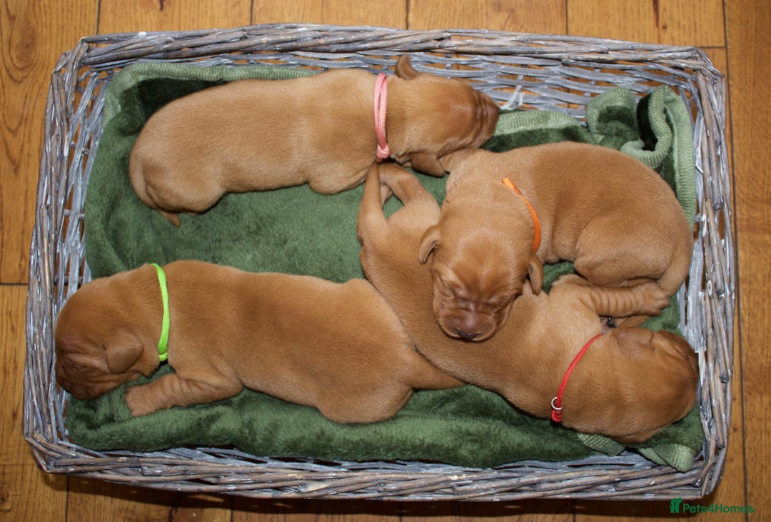 Labrador Retriever dogs for sale: 🐾 KC Registered Fox Red Lab Puppies 🐾 - Image 2