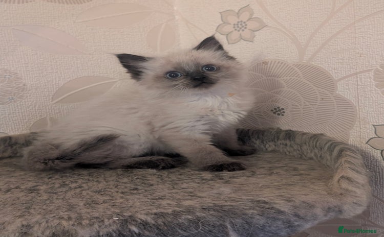 Ragdoll cats - Advert 3