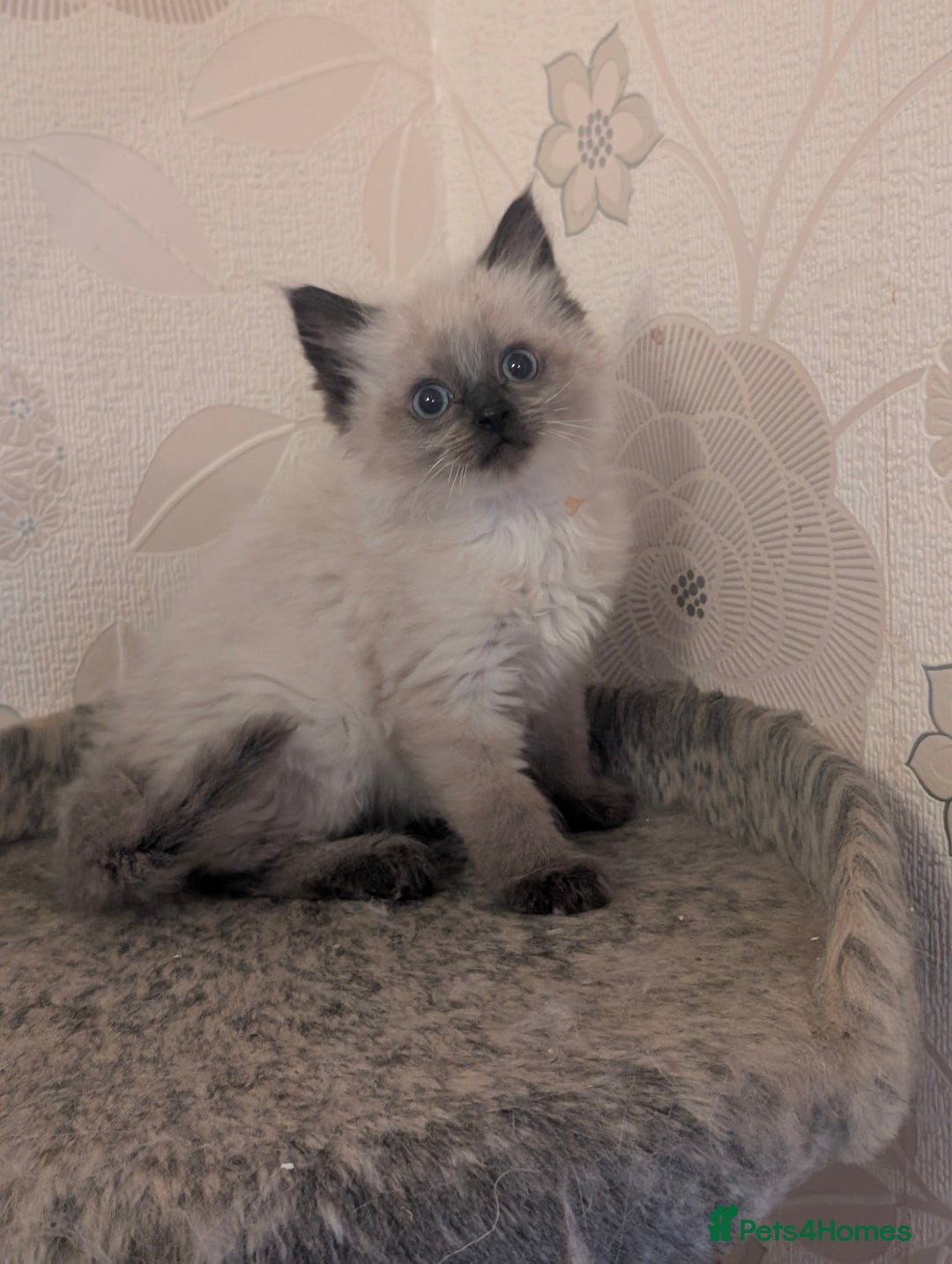 Ragdoll cats for sale: Ragdoll cross male kitten  - Image 1