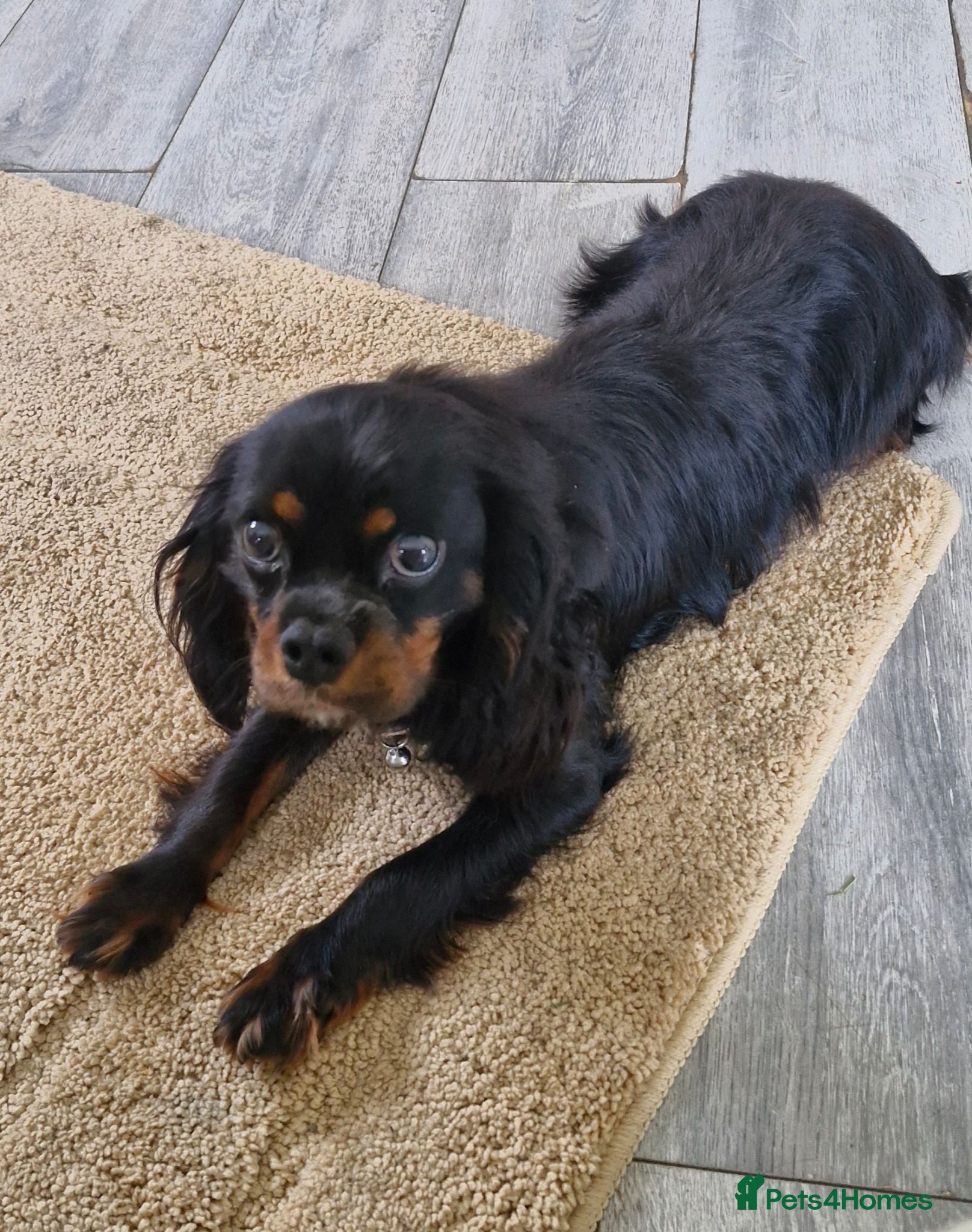 Cavalier King Charles Spaniel dogs Black and tan cavalier - Advert 2