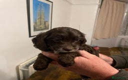Cockapoo dogs for sale: Cockapoo puppies - Image 13