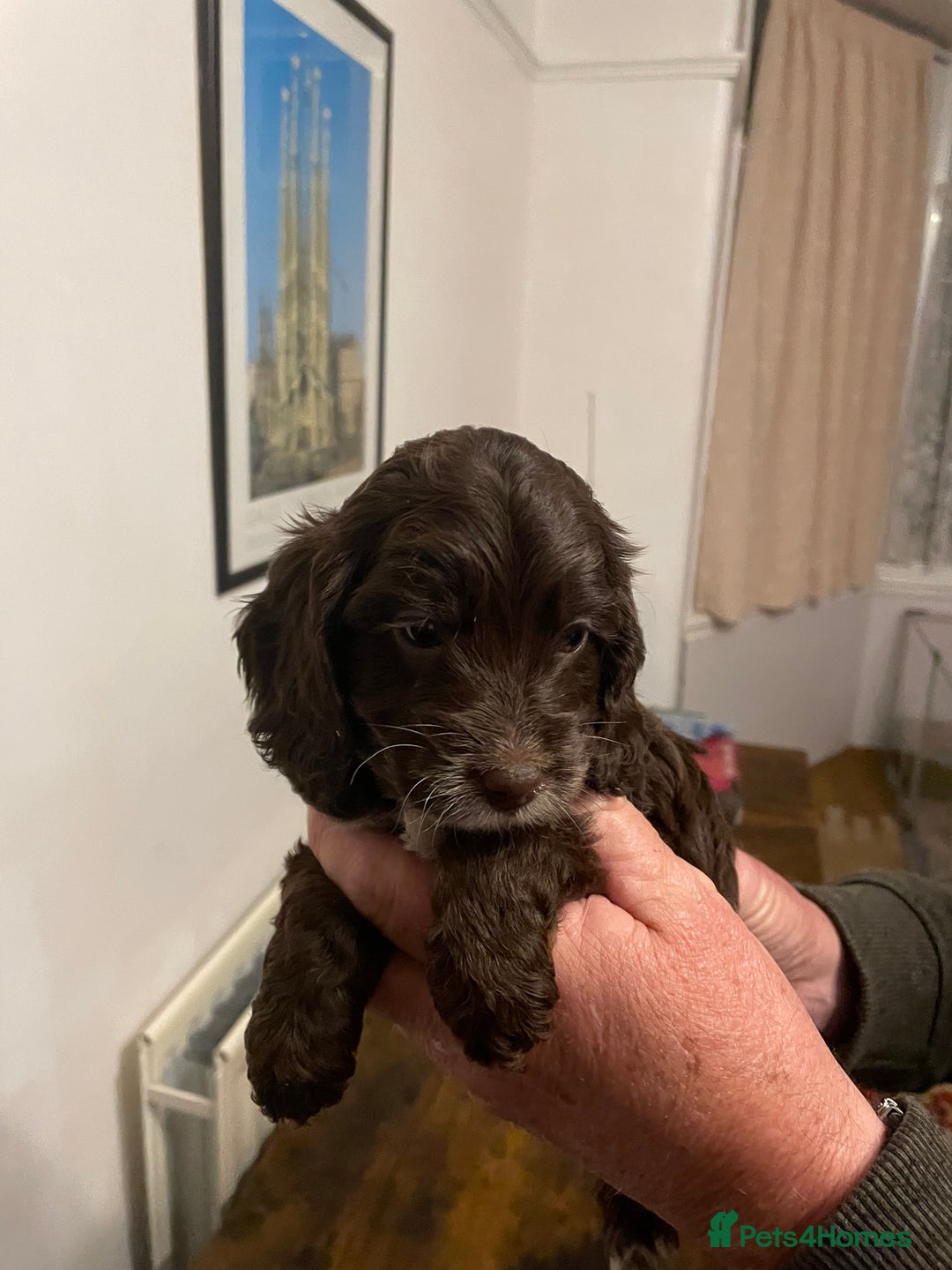 Cockapoo dogs for sale: Cockapoo puppies - Image 13