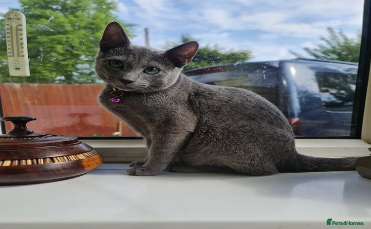 Russian Blue cats in Hayes - Advert 3