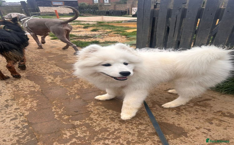 Samoyed dogs 🐾 Beautiful KC Registered Samoyed – 7 Months Old - Advert 13