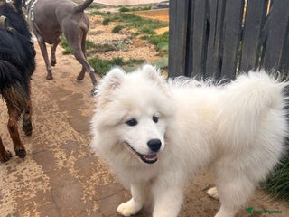 Samoyed dogs 🐾 Beautiful KC Registered Samoyed – 7 Months Old - Advert 2