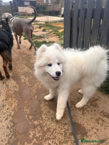 Samoyed dogs 🐾 Beautiful KC Registered Samoyed – 7 Months Old - Advert 1