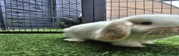 Mini Lop rabbits for sale: Beautiful mini lops for sale 💙🩷 - Advert 25
